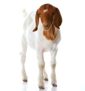 How to Cook With Goat's Milk: The Clabbering Process Image